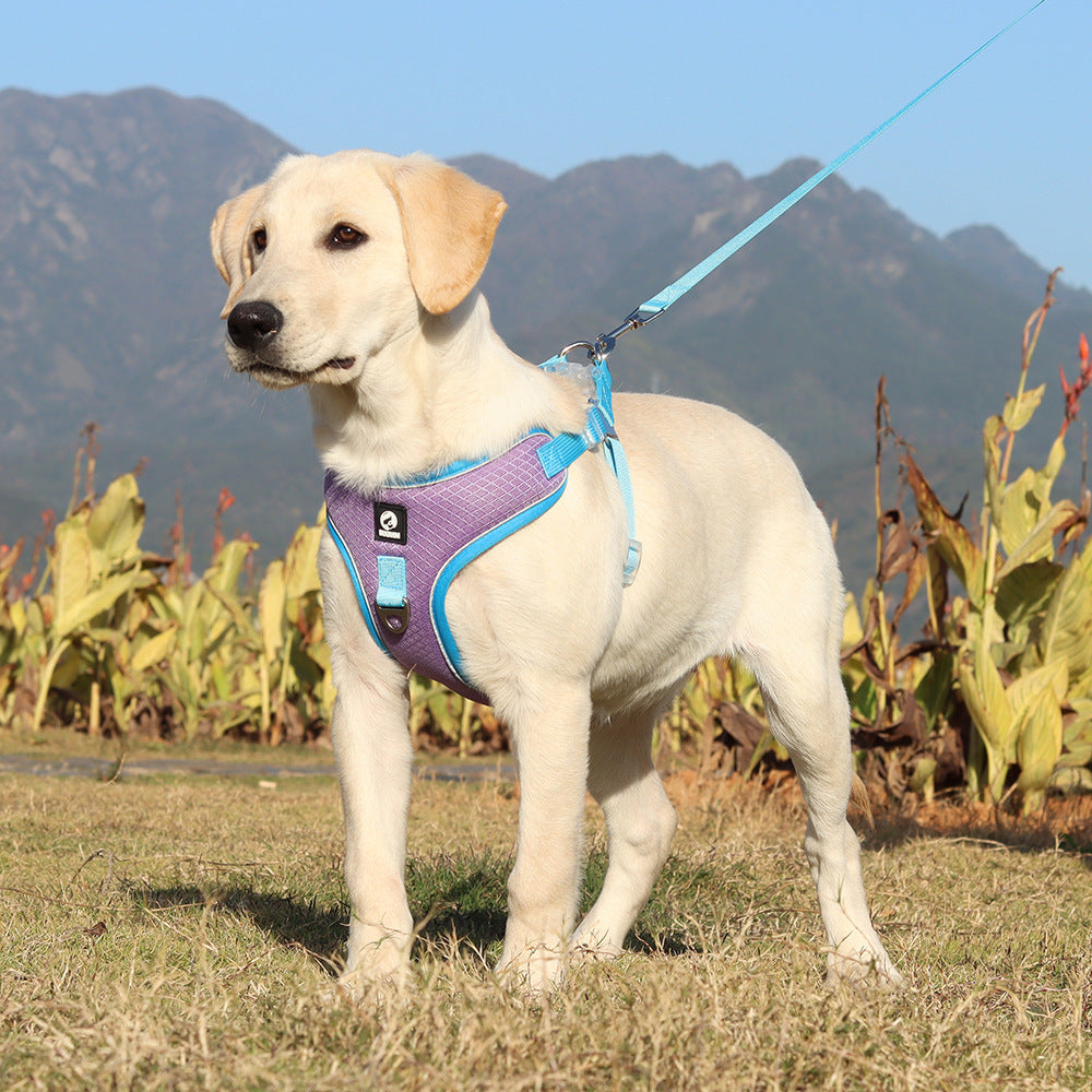 Harnais Respirant Ajustable avec Laisse pour Animaux - Confort et Sécurité 🐾