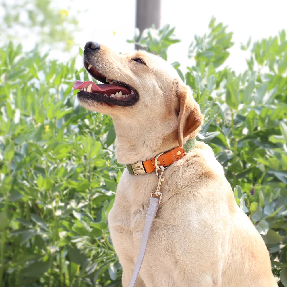 Ensemble Laisse et Collier Personnalisés en Nylon pour Chiens et Chiots